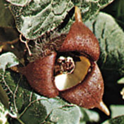 Asarum canadense Qty 96