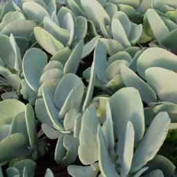 Cotyledon orbiculare