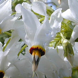 Dodecatheon media