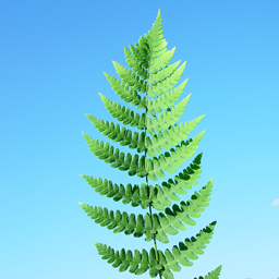 Dryopteris marginalis Leather Wood Fern Qty 48