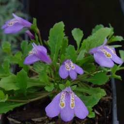 Mazus reptans