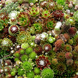 Sempervivum named forms collection 24