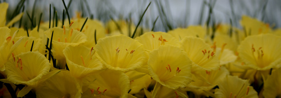 Narcissus