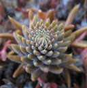 Orostachys fimbriata