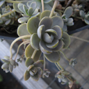 Orostachys boehmerii 'Keiko' - Click Image to Close