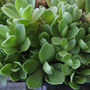 Orostachys malecophyllus