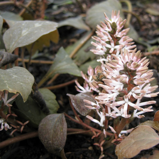 Pachysandra procumbens - Click Image to Close