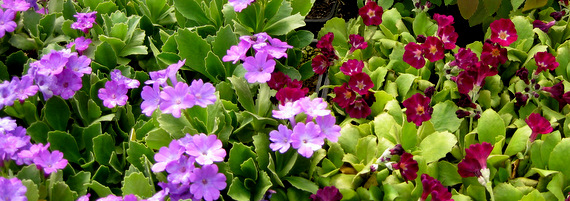 Primula