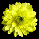 Ranunculus ficaria fl. pl. - Click Image to Close