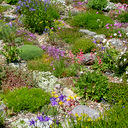 Rock Garden Collection Large