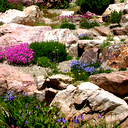 Rock Garden Collection Small