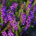 Scutellaria biacalensis