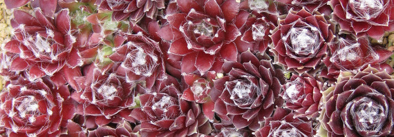 Sempervivum