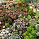 Sempervivum named forms collection 12