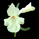 Stachys nivea