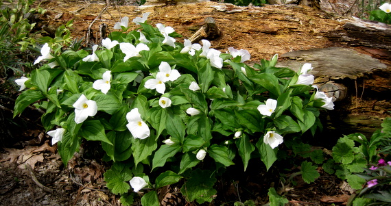 Wildflowers